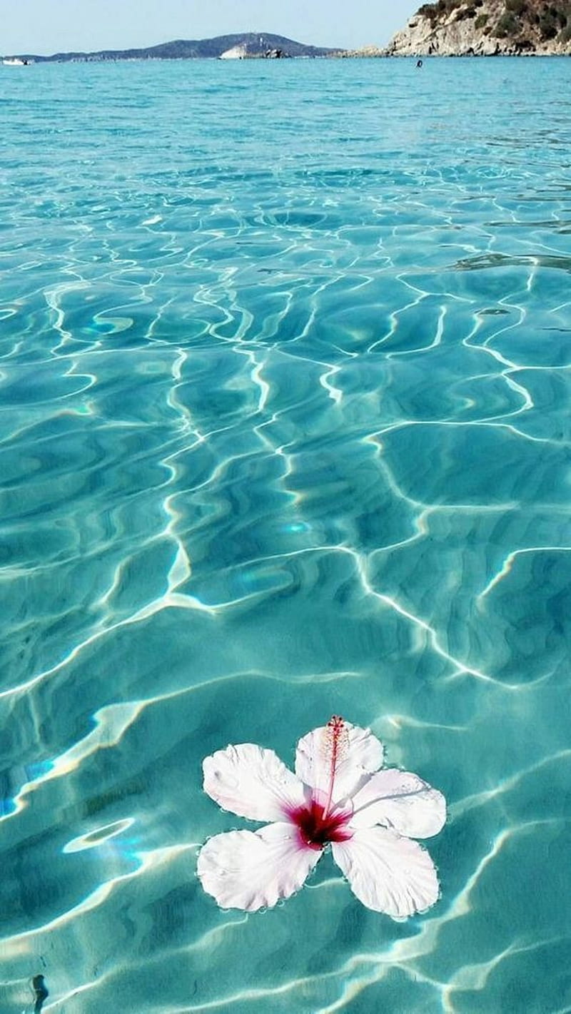 Hibiscus, water, sea, HD phone wallpaper