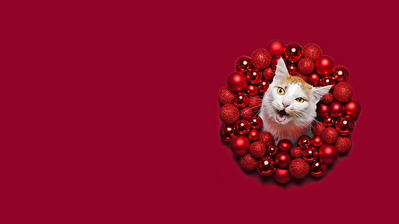 Cat Around Christmas Decorative Balls Christmas, HD wallpaper