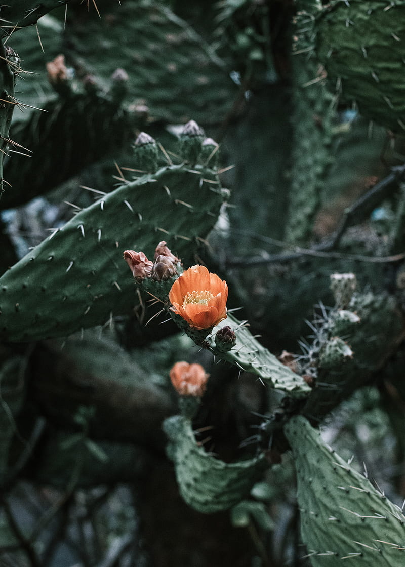 cactus, flower, macro, plant, HD phone wallpaper