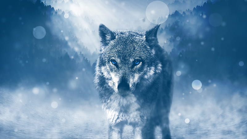 Wolf, angry, coyote, coyotes, dog, galaxy, hunt, HD wallpaper