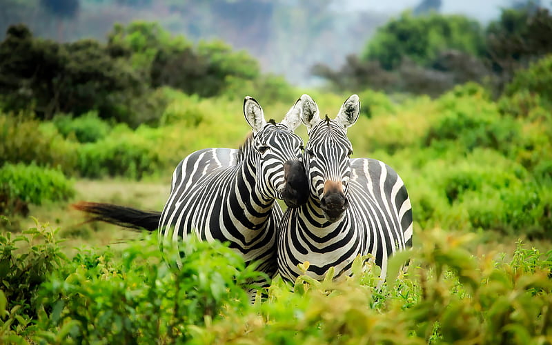 zebras savannah, wildlife, Africa, zebra, HD wallpaper