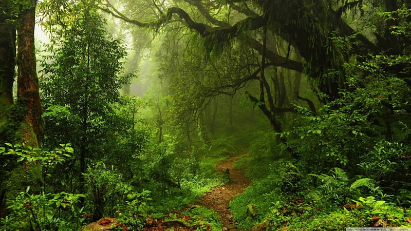 Tropical forest path, forest, path 1366x768, tropical, HD wallpaper