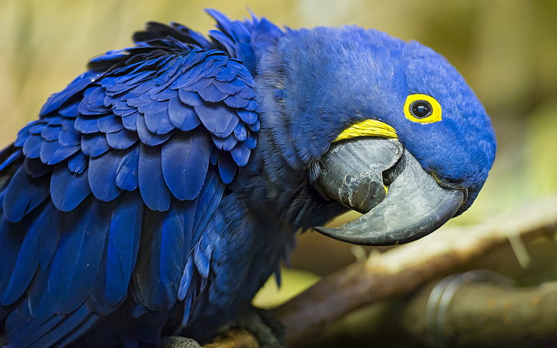 Hyacinth macaw, Blue macaw, beautiful blue bird, big parrots, macaw, South America, HD wallpaper
