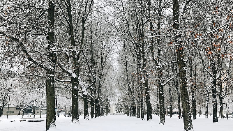 Bare trees covered with snow during daytime, HD wallpaper | Peakpx