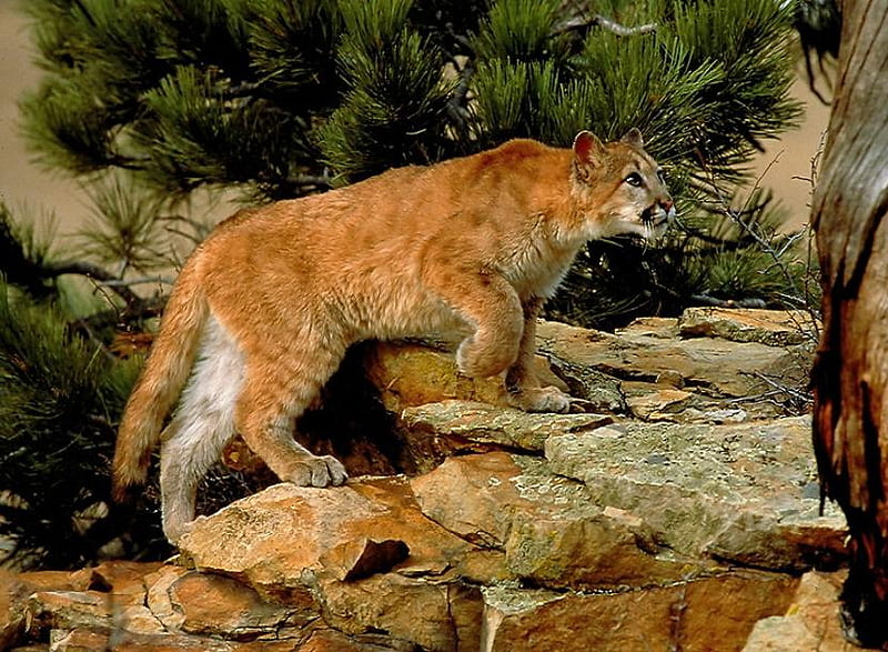Quietly Does It, rocks, tree, young, wild, mountain lion, stalking, puma, HD wallpaper