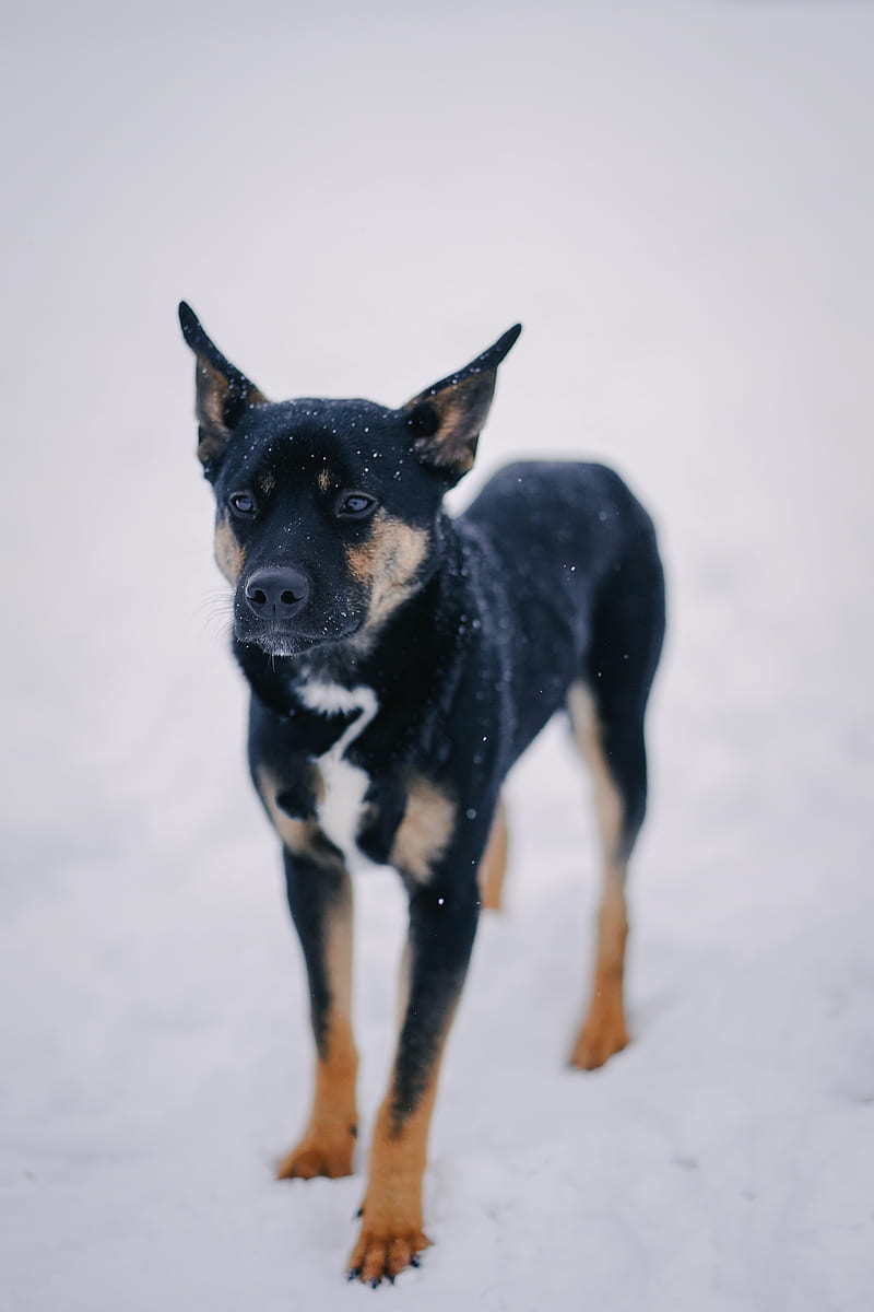 black and tan short coat medium sized dog on snow covered ground, HD phone wallpaper