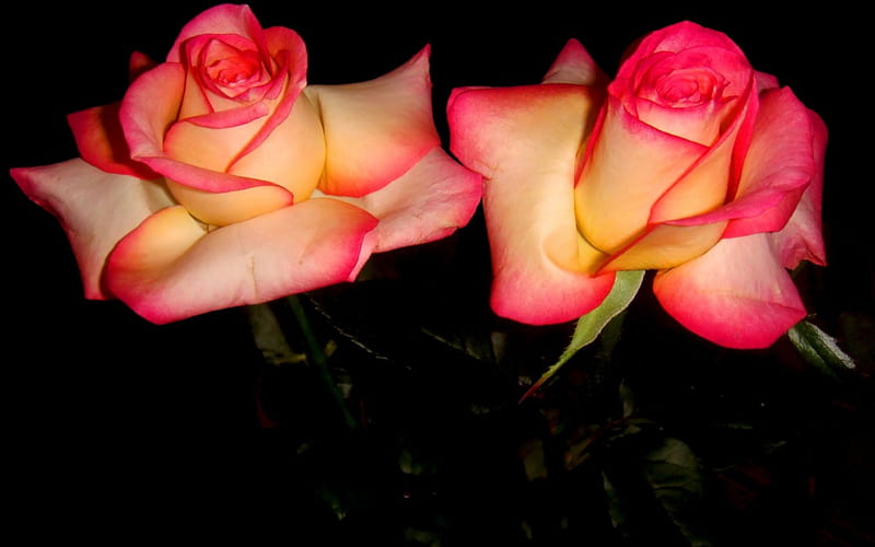 Double Delightful Roses, Blooms, Roses, Flowers, Nature, HD wallpaper