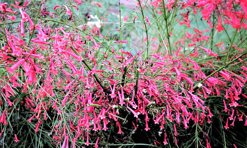 Pink Firecracker Flowers, Firecrackers, Flowers, Pink, Nature, HD wallpaper
