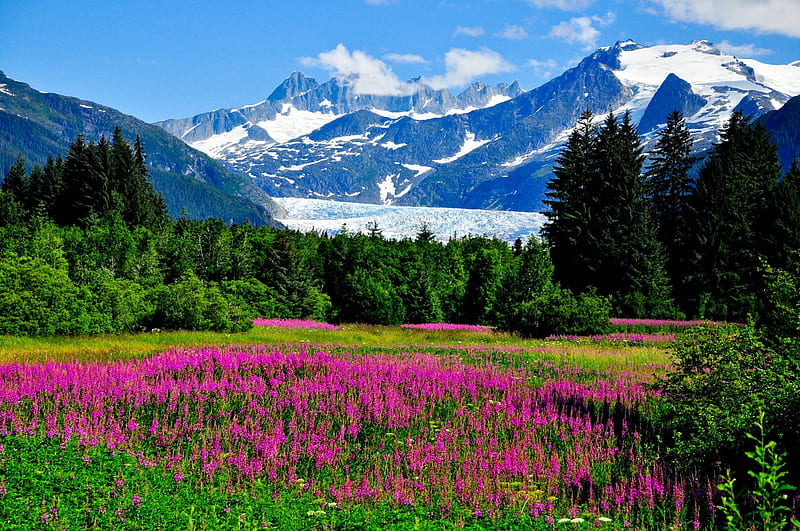 Alaskan Mountains in Summer, snow, flowers, blossoms, sky, trees, landscape, HD wallpaper