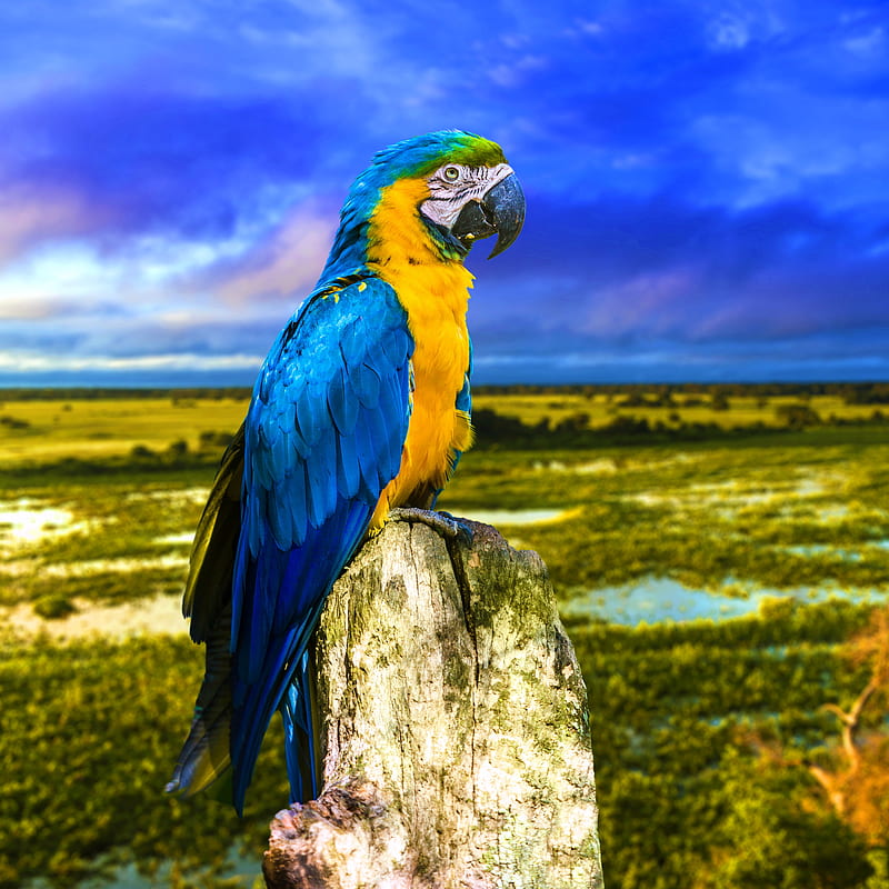 Macaw, blue yellow amazon kakdua, brazil, parrot, river, HD phone wallpaper
