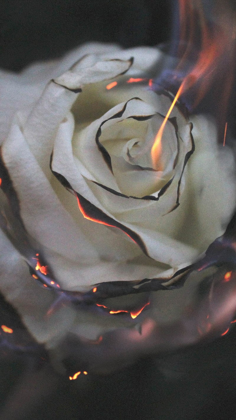 Rose fire , flower, rose fire, graphy, smoke, white, HD phone wallpaper