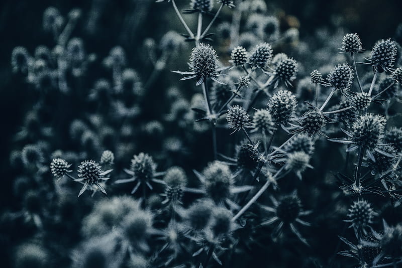 spines, thorns, blurry, bokeh, Flowers, HD wallpaper