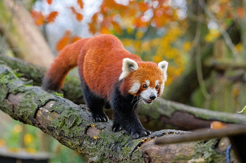 Red panda, movement, paws, tree, animal, HD wallpaper | Peakpx