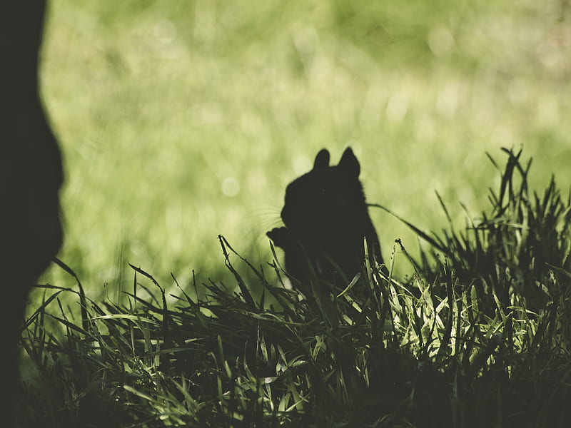 squirrel, silhouette, dark, grass, animal, HD wallpaper