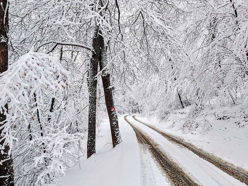 delayed winter, White, Trees, Snow, Road, HD wallpaper