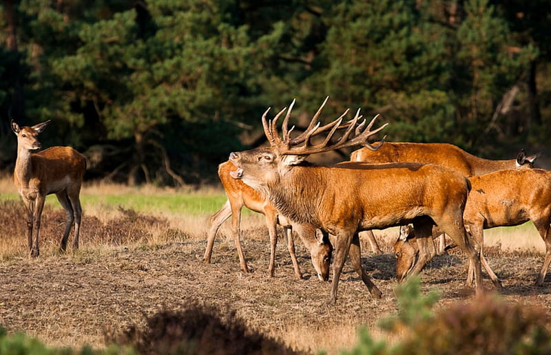 Red Deer in Rutting Season, red, rutting season, nature, animals, deer, HD wallpaper