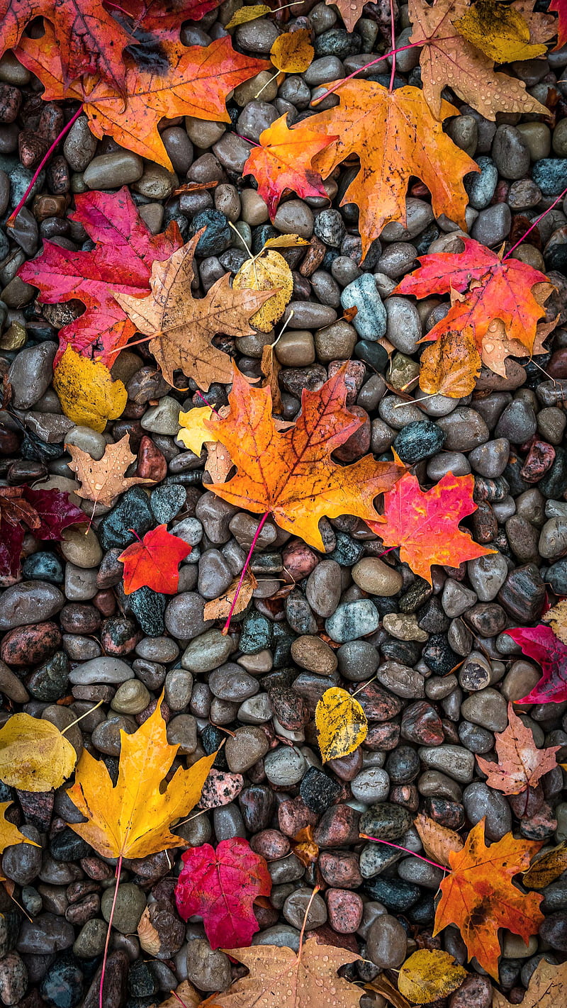 Fall, autumn, fall scenes, leaves, nature, splash, stones, HD phone wallpaper