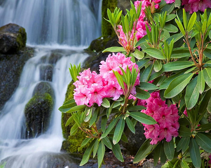 Rhododendrons Along a Waterfall, rock, waterfalls, leaves, water, green, flowing, rhododendrons, flower, white, pink, fast, falls, HD wallpaper