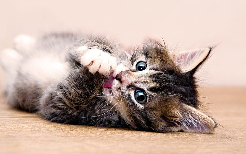 Tiny Paws, paws, cat, kitty, sweet, HD wallpaper