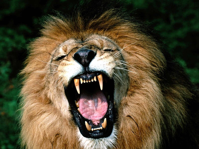 roaring lion, feline, face, cat, lion, HD wallpaper