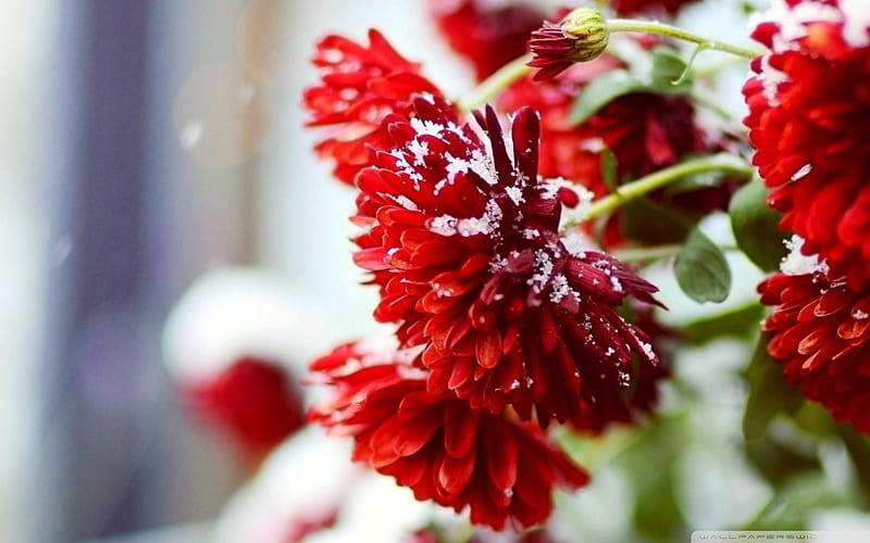 Snow over red flowers- winter scenery, HD wallpaper | Peakpx