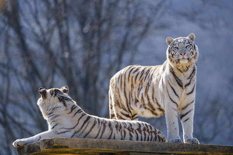 bengal tigers, tigers, animals, predators, white, HD wallpaper
