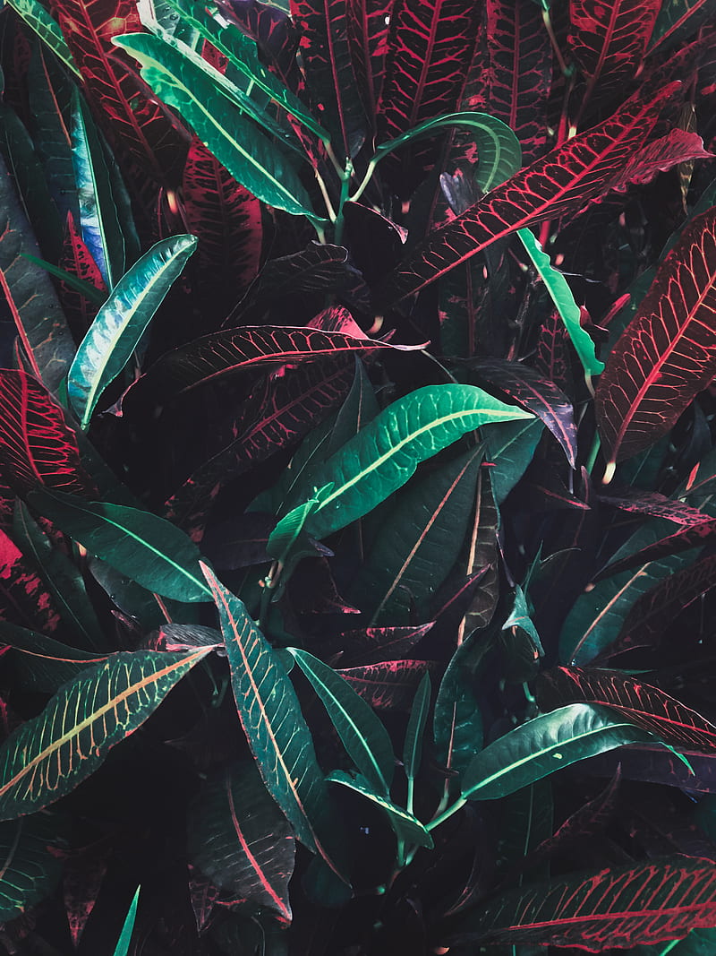 leaves, veins, red, plant, HD phone wallpaper