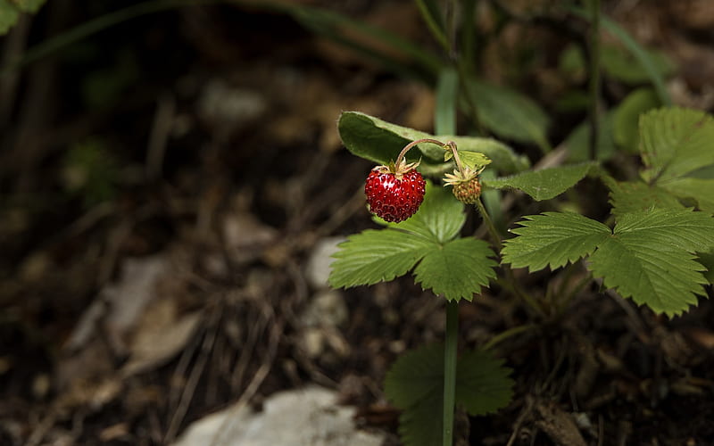 Wild Strawberry, forest, nature, strawberry, wild, HD wallpaper
