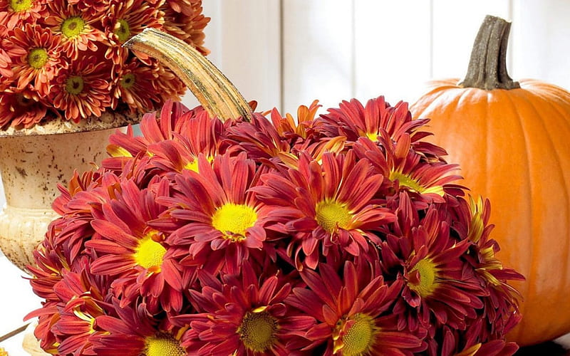Colors of Autumn, chrysanthemums, red, flowers, pumpkins, HD wallpaper