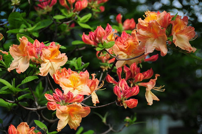 AZALEA'S, pretty, flowers, shrub, apricot, HD wallpaper