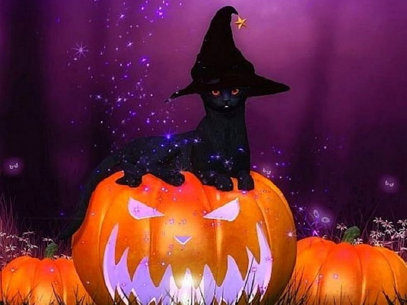 Witch Cat, pretty, lovely, halloween, kitty, colors, love four seasons ...
