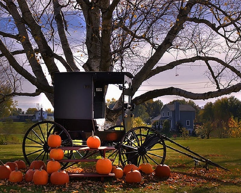 Amish Country in Autumn, Black, Orange, Grass, Buggy, Wheels, Bench Seats, Trees, Farms, Amish Country, Green, Pumpkins, Country, Display, Autumn, House, HD wallpaper