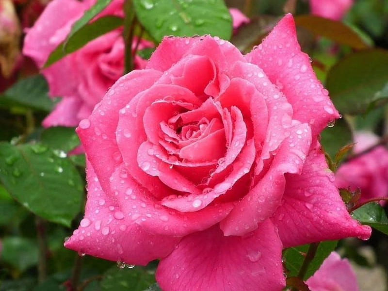 Beautiful pink rose, rose, fresh, bonito, drops, fragrance, delicate, freshness, smell, beauty, garden, nature, petals, rain, pink, natural, HD wallpaper