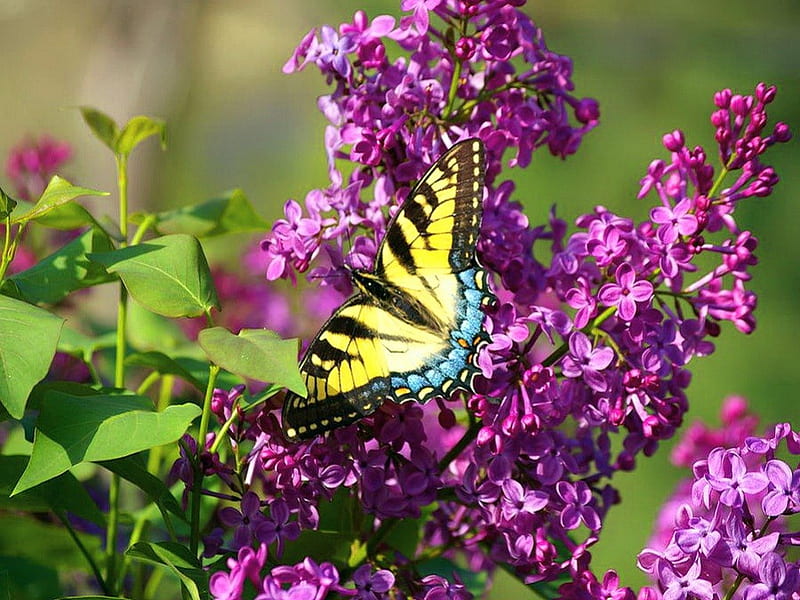 Swallowtail and lilacs, Swallowtail, butterfly, flowers, black, yellow, HD wallpaper