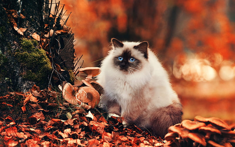 fluffy cat, autumn, cute, blue eyes, fall, mushroom, Animal, HD wallpaper
