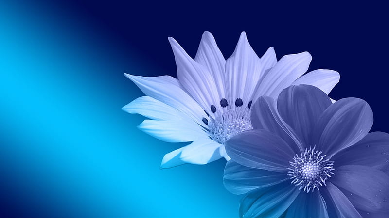 Two, flowers, abstract, blue, light, HD wallpaper