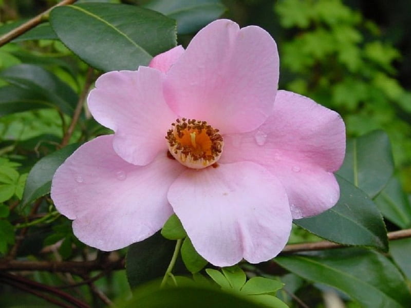 Camellia, williamsii, flowers, nature, single, pink, HD wallpaper | Peakpx