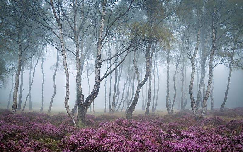 forest, derbyshire, morning mist, heather, england, HD wallpaper