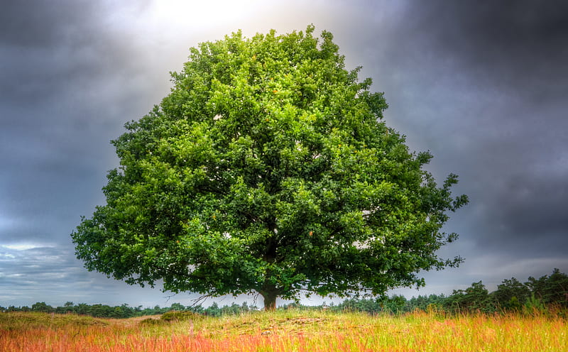 Oak Tree Ultra, Seasons, Summer, Nature, bonito, Landscape, Scenery, Field, oaktree, stormyweather, greentree, HD wallpaper