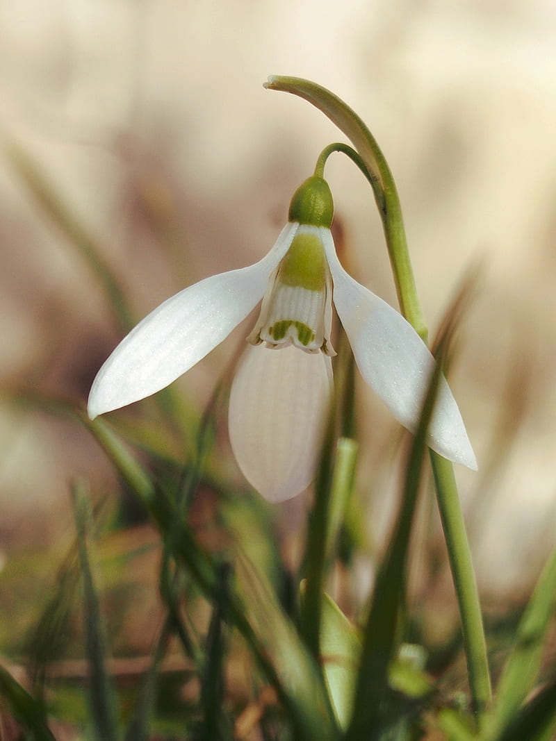 Primavera, flor, campanilla de invierno, Fondo de pantalla de teléfono HD |  Peakpx