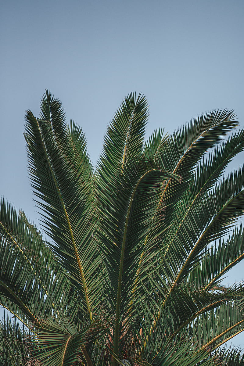 Palm, branches, leaves, green, treetop, HD phone wallpaper | Peakpx