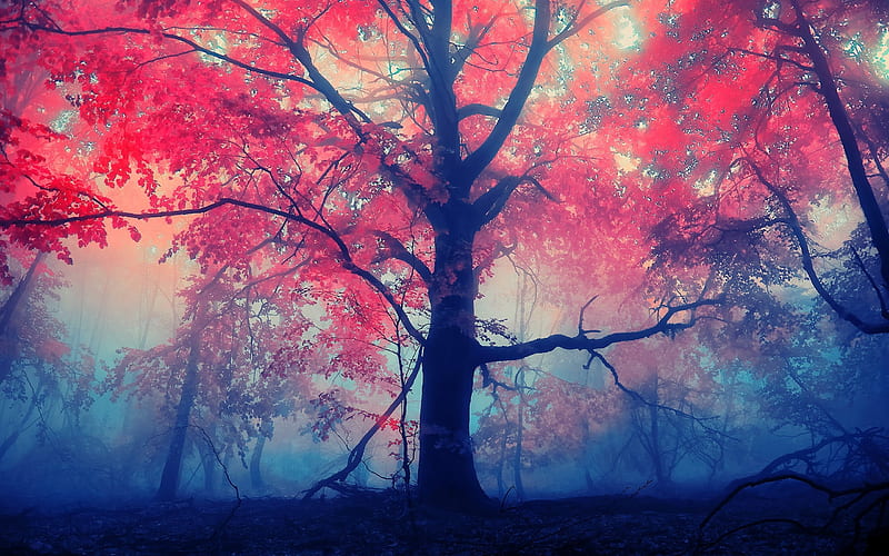 Autumn Forest, autumn, forest, nature, HD wallpaper