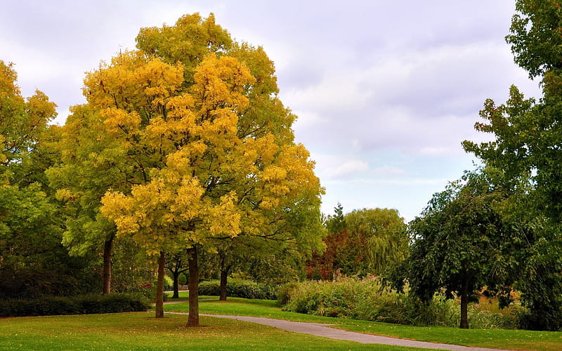 Tree Amazing Nature Bonito Hd Wallpaper Peakpx