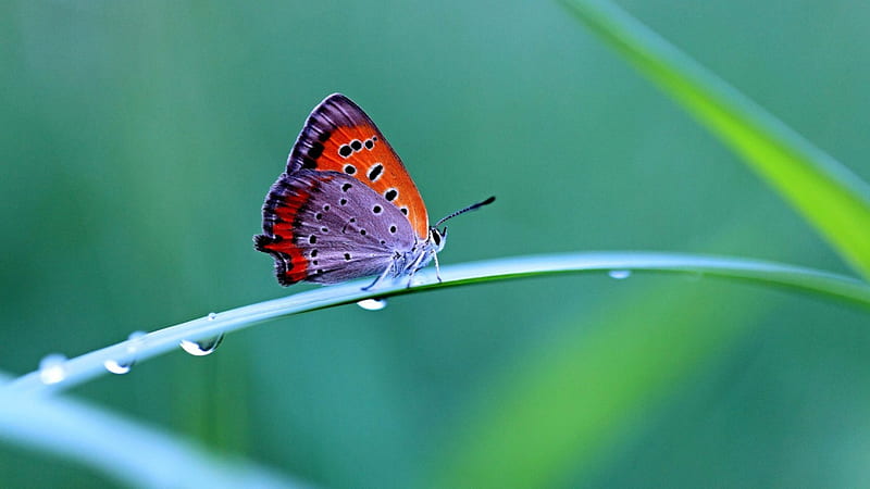 Beautiful Purple & Orange Butterfly, butterflies, purple, orange, animals, HD wallpaper