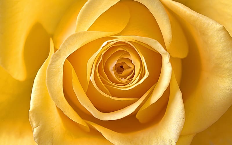 Rose, petals, yellow, flower, texture, nature, trandafir, HD wallpaper
