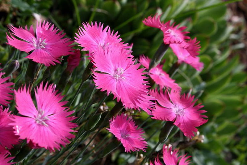 PINK DIANTHUS, pretty, flowers, pink, dianthus, HD wallpaper