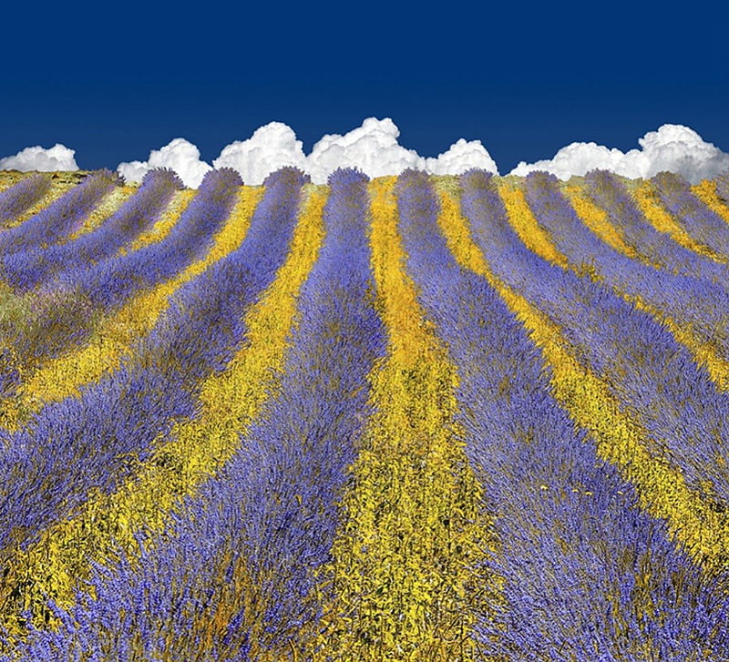 Lavender heaven, lavender, clouds, fragrance, field, HD wallpaper