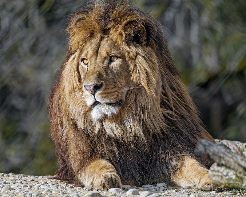 lion, predator, big cat, glance, snout, HD wallpaper