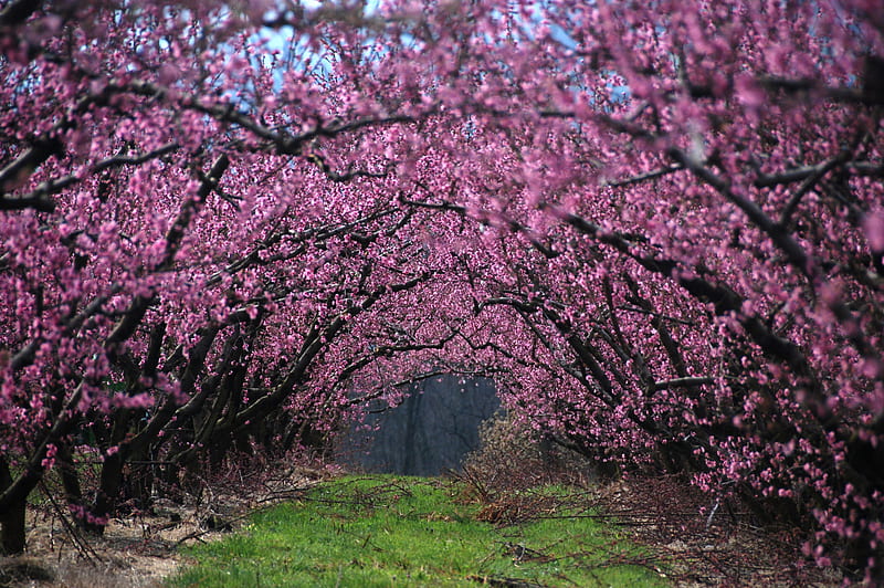 pink archway, graphy, flowers, beauty, nature, trees, pink, HD wallpaper