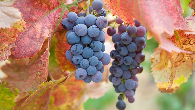 Concord Grapes, grapes, vine, purple, green, concord, blue, HD wallpaper